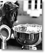 Pup Of The Year Metal Print