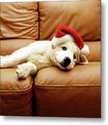 Puppy Wears A Christmas Hat, Lounges On Metal Print
