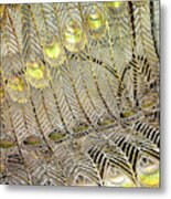 Pure Peacock Metal Print