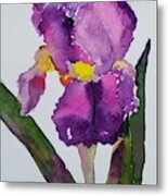 Purple Bearded Iris Metal Print