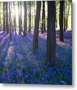 Purple Bluebell Woods In Early Morning Metal Print