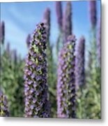 Purple Hyssop Metal Print