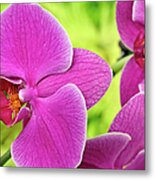 Purple Orchids, Close-up Metal Print