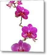 Purple Orchids Xl Metal Print