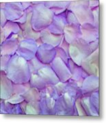 Purple Rose Flowers Metal Print