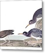 Purple Sandpiper By John Audubon Metal Print