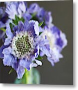 Purple Scabiosa Metal Print