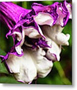 Purple Trumpet Flower Metal Print