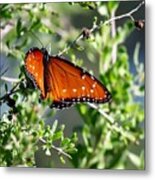 Queen On Creosote Metal Print