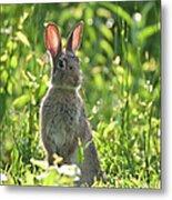 Rabbit Metal Print