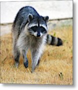 Racoon Metal Print