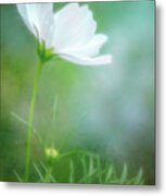 Radiant White Cosmos In The Evening Light Metal Print