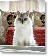 Portrait of domestic ragdoll cat, male Shiloh age 13 on a