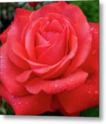 Raindrops On A Rose Metal Print