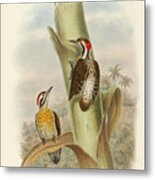 Ramsay's Pygmy Woodpecker Metal Print