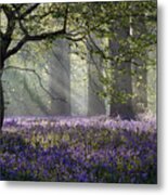 Rays Of Sunlight Enter This Bluebell Metal Print