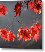 Red Autumn Leaves Metal Print