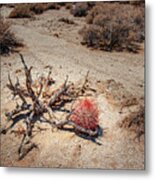 Red Barrel Cactus Metal Print