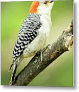 Red Bellied Woodpecker, Female On Tree Branch Metal Print