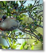 Red-bellied Woodpecker With Acorn Metal Print