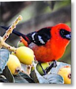 White Winged Tanager Metal Print