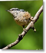 Red Breasted Nuthatch Metal Print