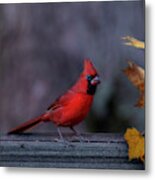 Red Cardinal In Fall Yellow Leaves Metal Print