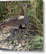 Red-crested Bustard Of Kruger Metal Print