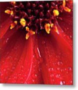 Red Dahlia Flower Close Up With Water Drops Metal Print