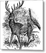 Red Deer Stag Engraving Metal Print