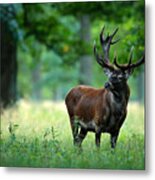 Red Deer Stag Outside Autumn Forest Metal Print