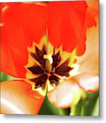 Red Emporer Tulip Metal Print