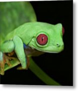 Red Eye Frog Metal Print