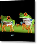 Red-eyed Tree Frogs Agalychnis Metal Print