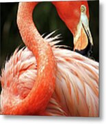 Red Flamingo Metal Print
