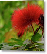 Red Flower Metal Print