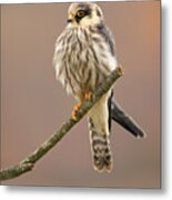Red-footed Falcon Metal Print