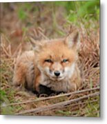 Red Fox Kit - Watching You Metal Print