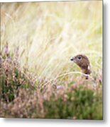 Red Grouse Metal Print