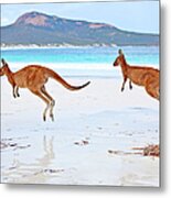 Red Kangaroos  Macropus Rufus On A Beach Metal Print