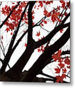 Red Maple Tree Metal Print