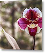Red Orchid With Bokeh Metal Print