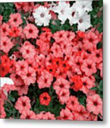 Red Petunias In Bunches Metal Print