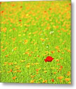 Red Poppy Flower In Field Of Yellow Metal Print