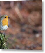 Red Robin In The Woods At Autumn Metal Print