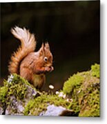 Red Squirrel Eating Nuts Metal Print