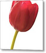 Red Tulip Metal Print