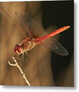 Red-veined Darter Dragonfly Metal Print