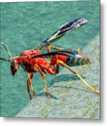 Red Wasp Metal Print
