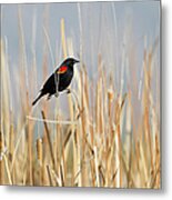 Red-winged Blackbird In Reeds Metal Print